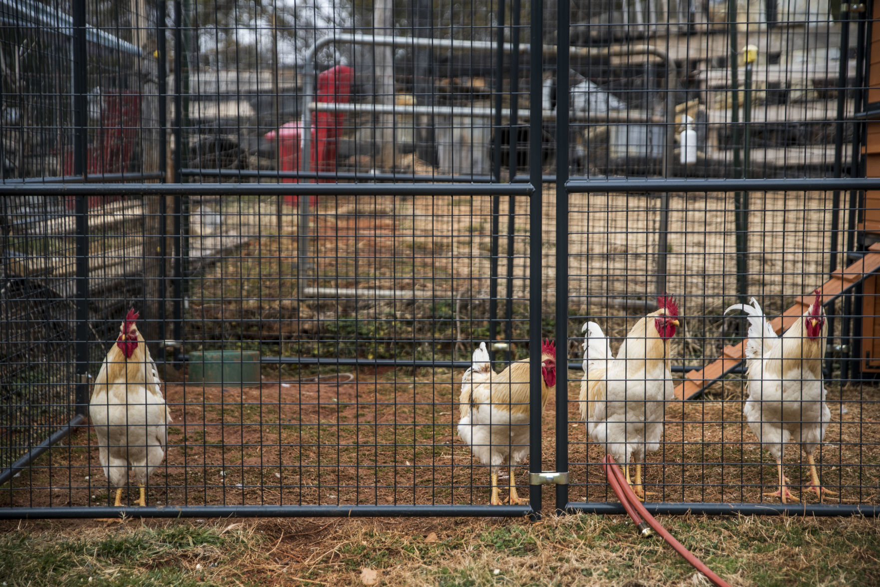 Animal Sanctuary